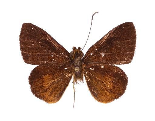 Ceratrichia fako holotype UPS